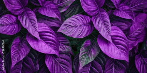 The concept of betel leaves with purple leaves  abstract  natural background 