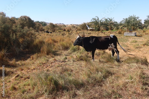 Cows grazing on the grass  in the fields of Baharyia Oasis in Egypt photo