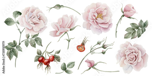 Set of rose hip flowers, buds, leaves and berries. Floral watercolor illustration isolated on white background