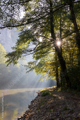 morning in the woods. Rays of the sun through the branches. River and sun