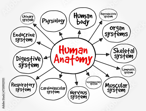 Human Anatomy is the science that studies the structure of the body, mind map text concept background