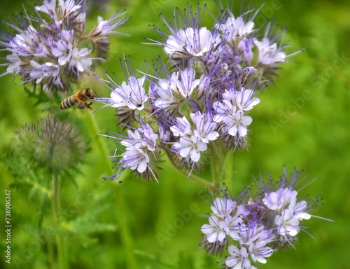 The field is blooming phacelia photo