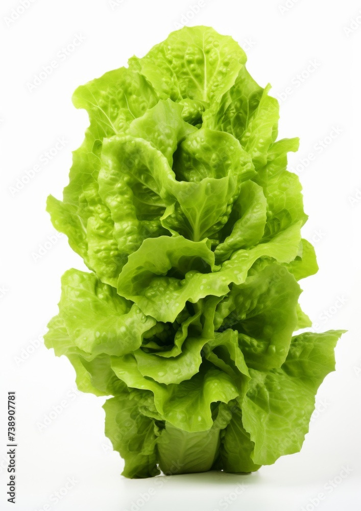 Fresh lettuce on a white background. Generative AI. Fresh lettuce on a white background. Generative AI.