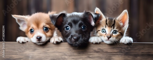 Adorable puppies and kittens peeking playfully from behind a wooden banner. Concept Pet Photography, Playful Animals, Banner Props, Adorable Puppies, Cute Kittens