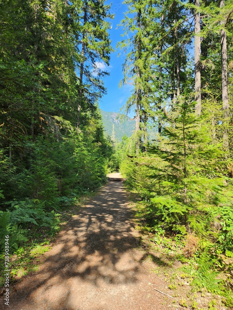 Obraz premium path in the woods