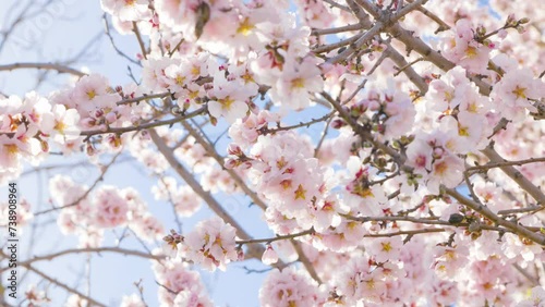 Cerezo en flor un día soleado y con una ligera brisa. photo