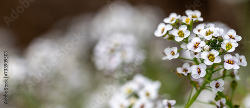 Detail of small white flowers of sweet alyssum (Lobularia maritima) in the field photo