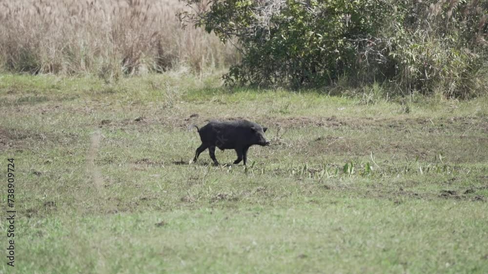 peccary, also javelina or skunk pig, in the wetlands of the Pantanal swamp in Brazil, South America. peccary, also javelina or skunk pig, in the wetlands of the Pantanal swamp in Brazil, South America.