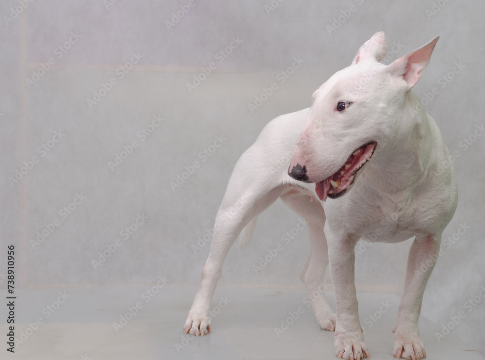 A charming smiling white bull terrier. Minibul, miniature bull terrier on light background.