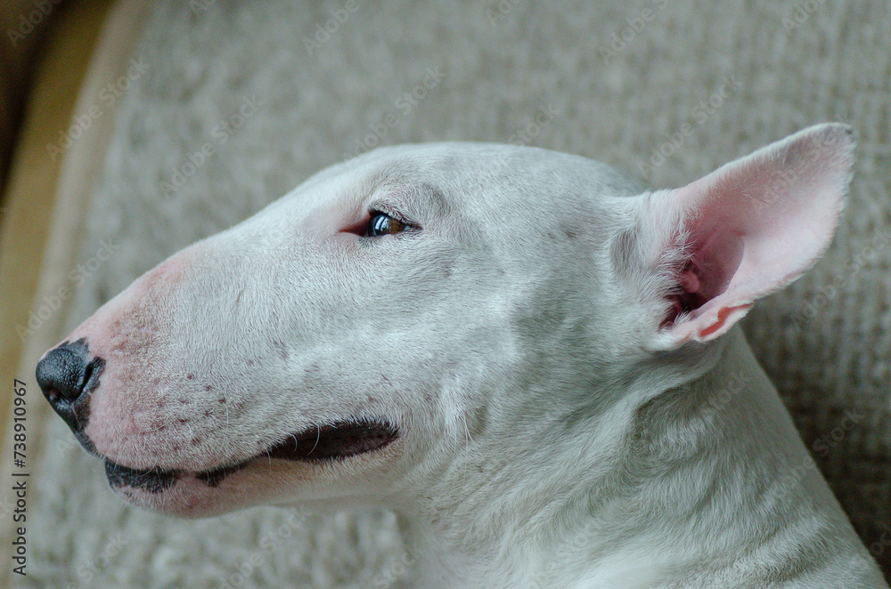The head of a white miniature bull terrier in profile. Close-up. The head of a white miniature bull terrier in profile. Close-up.