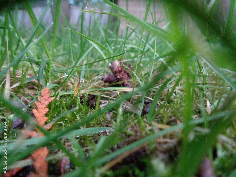 Grass close up