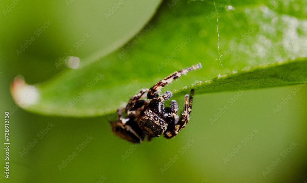 Spider 3 Spider 3