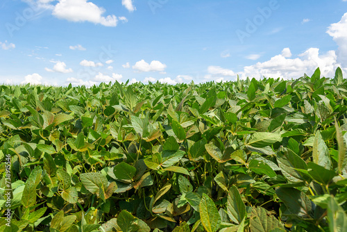 Brazilian soy plantation on sunny day.