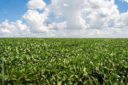 Brazilian soy plantation on sunny day.