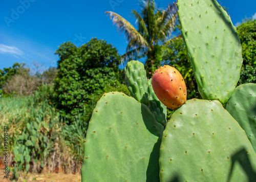 The cactus tree with fruit 