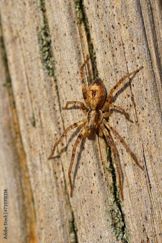Closeup on a juvenile Buzzing Spider, Anyphaena accentuata, sitting on a pole