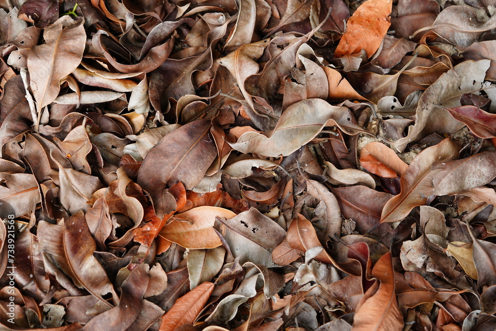 Background of brown, dry leaves under a giant Indian rubber tree (Ficus elastica, family Moraceae) on the banks of the Rio Tapajos in the state of Para, Brazil. Background of brown, dry leaves under a giant Indian rubber tree (Ficus elastica, family Moraceae) on the banks of the Rio Tapajos in the state of Para, Brazil.