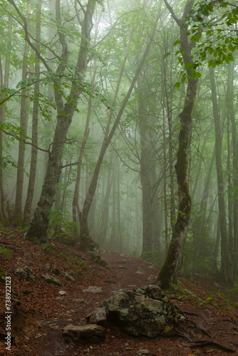 Forêt et brouillard