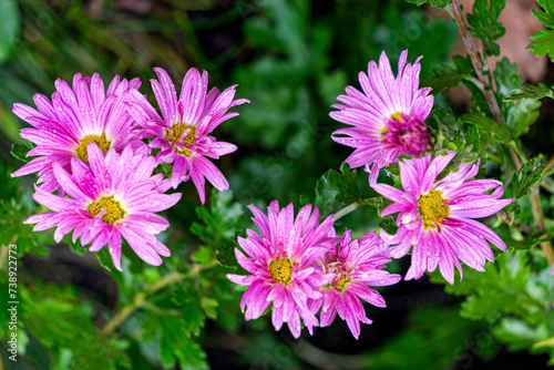 Background of violet-lilac chrysanthemums on a flowerbed in summer.