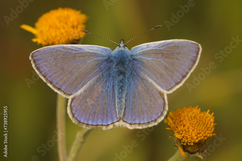Closeup on a colorful Icarus blue butterfly, Polyommatus icarus in the vegetation with closed wings