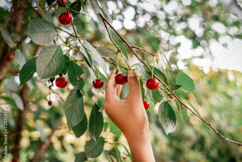 picking cherries in an orchard) a beautiful harvest of cherries