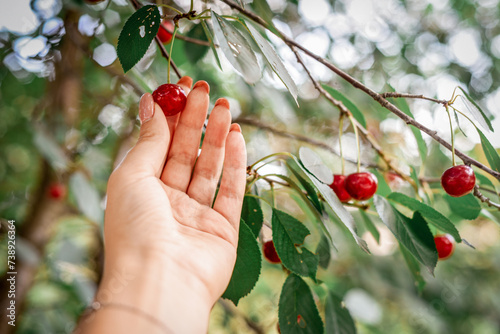 picking cherries in an orchard) a beautiful harvest of cherries