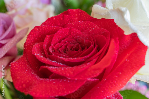 Close-up of a red rose blossom with dew drops and white roses in the background. 
