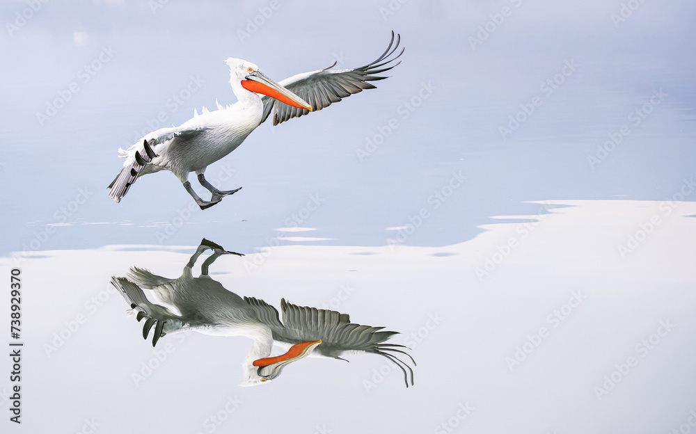 Obraz premium pelican landing on the water