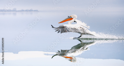 pelican landing on the water