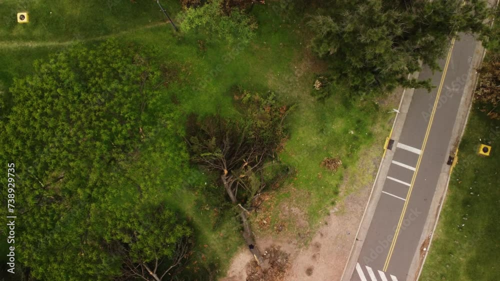 Slow zoom out, top view, fallen tree on the grass in the park after a hurricane Slow zoom out, top view, fallen tree on the grass in the park after a hurricane