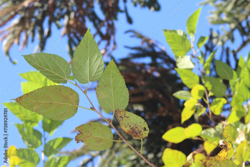 sky and tree. beautiful green leaves on the branches. plants under the blue sky. sky and tree. beautiful green leaves on the branches. plants under the blue sky.