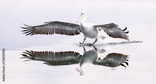 pelican landing on the water