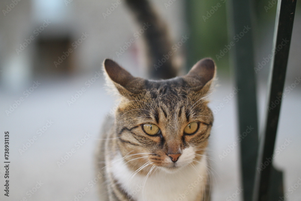 tabby and white cat outdoors with green plants garden