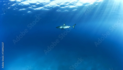 A great white shark gliding through the vast  open ocean under water