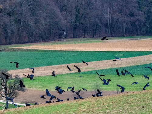 Krähen suchen Saatgut auf einem Feld im Winter