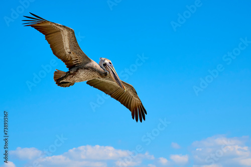 Pelican in flight