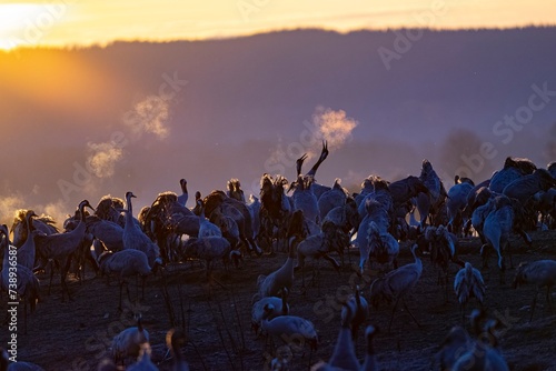 Crane (bird) courtship, dance of the cranes (bird) at Lake Hornborgasjön in Sweden in spring at sunrise