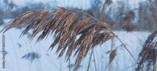 Reed in January 