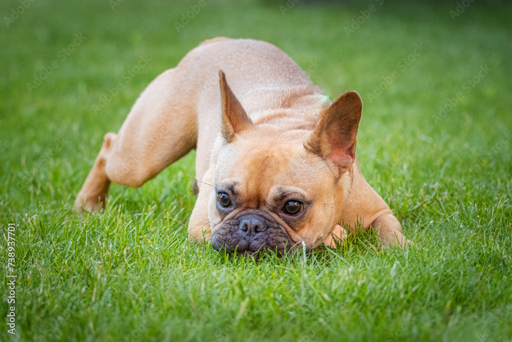 A young female ginger fur French Bulldog sniffs the green grass towards the camera lens. Close-up French bulldog on green grass. A young female ginger fur French Bulldog sniffs the green grass towards the camera lens. Close-up French bulldog on green grass.