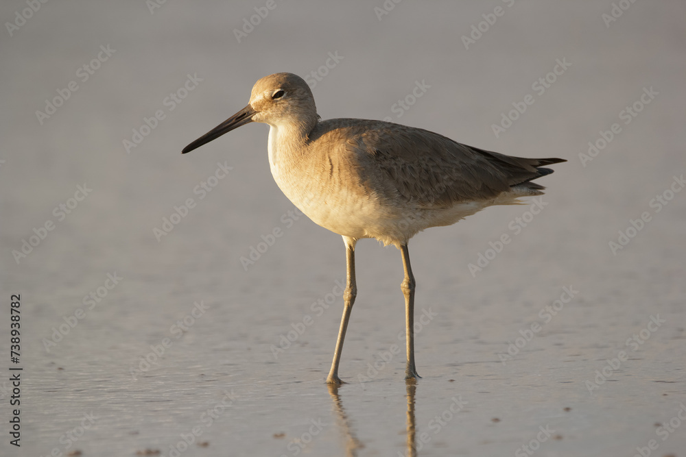 Willet is walking in the ocean water in the beach before sunset. Willet is walking in the ocean water in the beach before sunset.