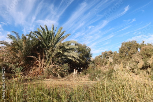 Cows grazing on the grass  in the fields of Baharyia Oasis in Egypt
