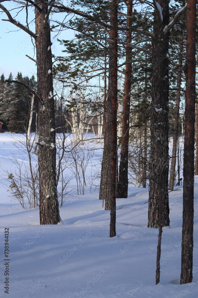 Fototapeta premium Snow in winter. A lot of snow on spruces, pines and birches. Winter in the woods with a lot of snow after a snowstorm.