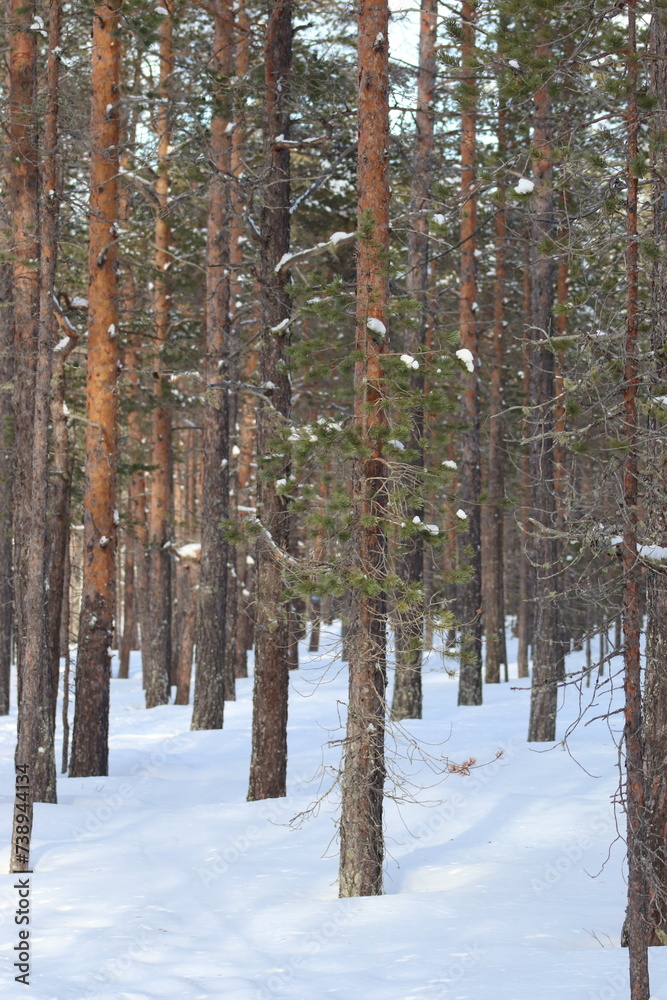 Fototapeta premium Snow in winter. A lot of snow on spruces, pines and birches. Winter in the woods with a lot of snow after a snowstorm.