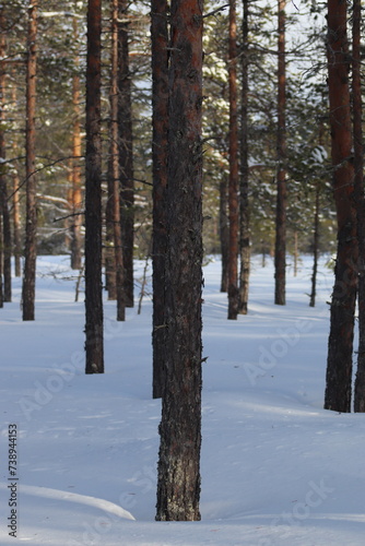 Snow in winter. A lot of snow on spruces, pines and birches. Winter in the woods with a lot of snow after a snowstorm.