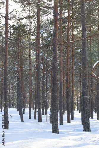 Snow in winter. A lot of snow on spruces, pines and birches. Winter in the woods with a lot of snow after a snowstorm.

