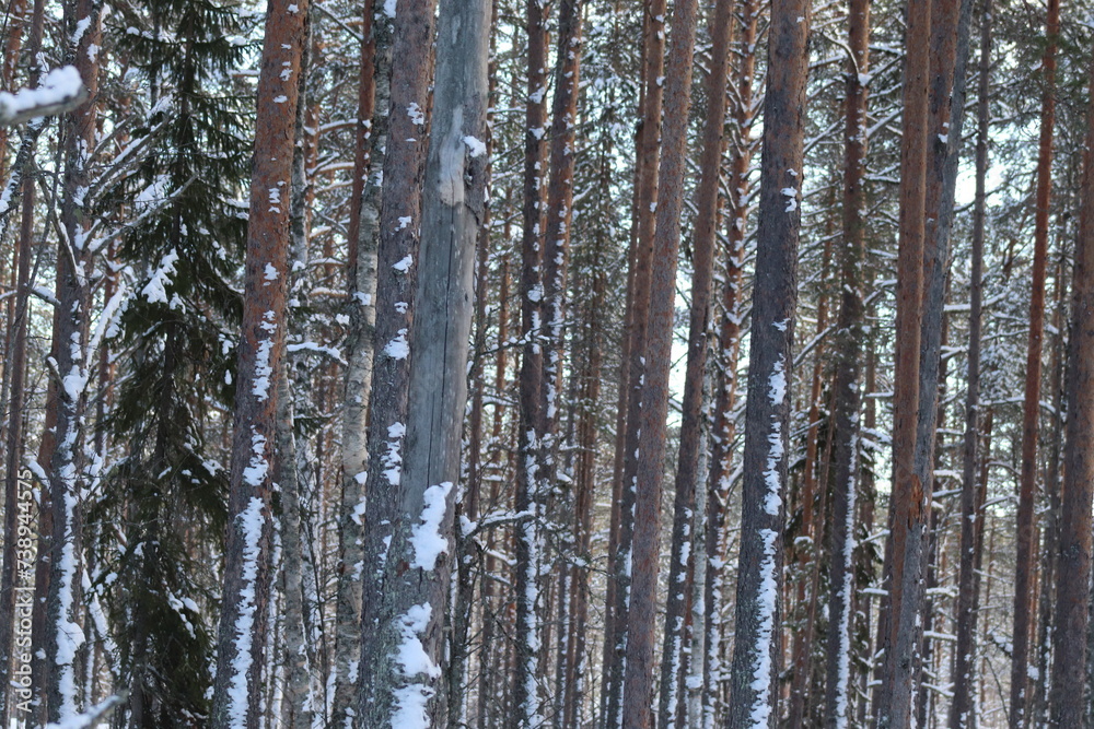 Fototapeta premium birch forest in winter