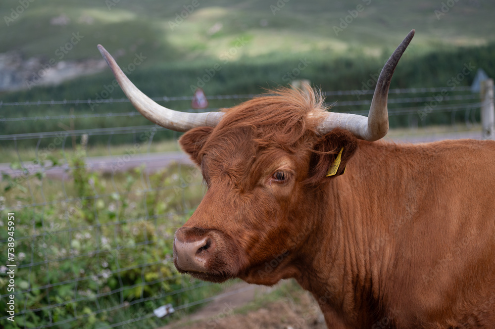 Closeup moody portrait of highland furry cow. Rural life and farming concept Closeup moody portrait of highland furry cow. Rural life and farming concept