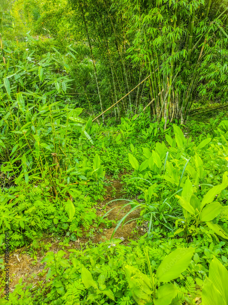 a beautiful collection of green leaves a beautiful collection of green leaves