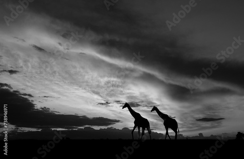 Canvas Print giraffes at dusk, sunset