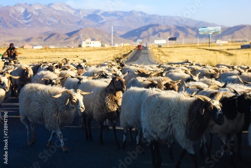 A mesmerizing scene unfolds as a multitude of sheep gracefully traverse the highway, creating a picturesque spectacle against the backdrop of the Amdo-Tibet border. photo